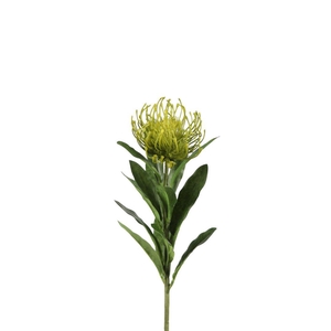 Opruiming Leucospermum 66cm