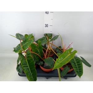 Philodendron billietiae