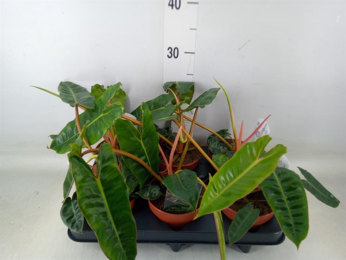 <h4>Philodendron billietiae</h4>