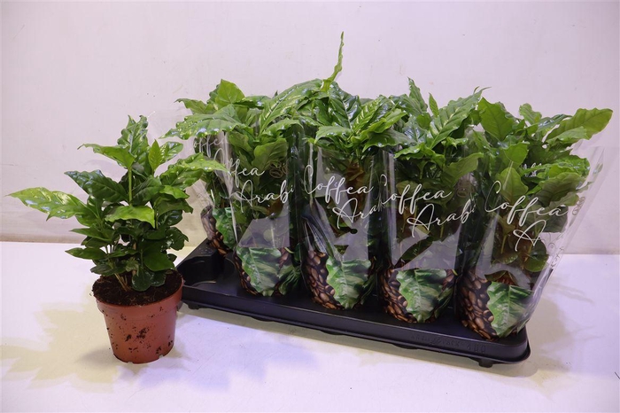 <h4>arr8 Coffea Arabica</h4>