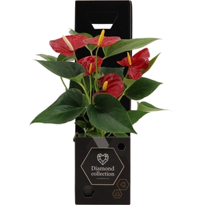 Anthurium Diamond Red in Diamond giftbox