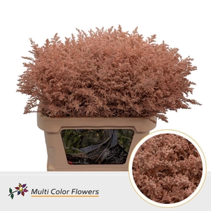 Solidago colored APRICOT