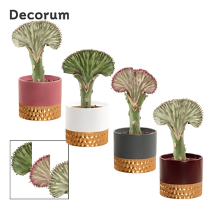 Euphorbia Lactea 9 cm Mix in Frederique (Rich love-collection)