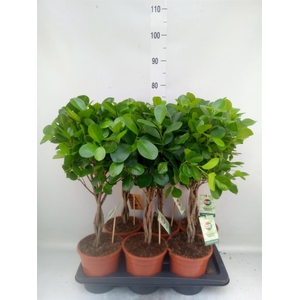 Ficus microcarpa 'Moclame'