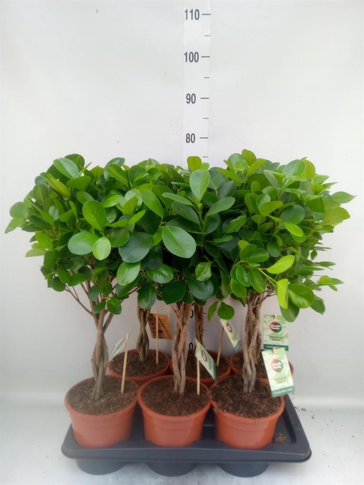 <h4>Ficus microcarpa 'Moclame'</h4>