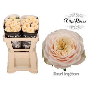 R GR DARLINGTON
