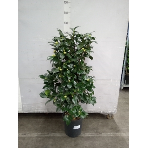 Camellia japonica