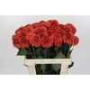 Dahlia Orange Fox
