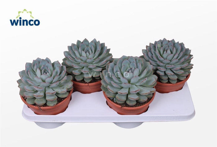 <h4>Echeveria Pink Edge</h4>