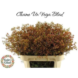 Chame Un Vega Blad