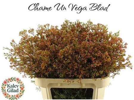 <h4>Chame Un Vega Blad</h4>