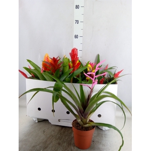 Bromelia   ...mix 10