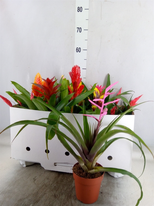 <h4>Bromelia   ...mix 10</h4>