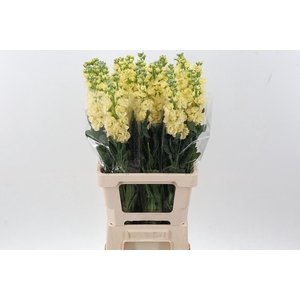 Matth Phantom Yellow