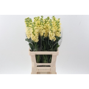 Matth Phantom Yellow