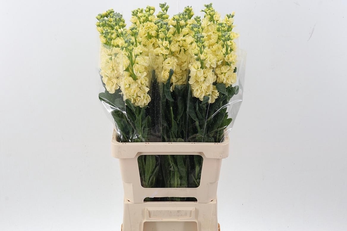 <h4>Matth Phantom Yellow</h4>