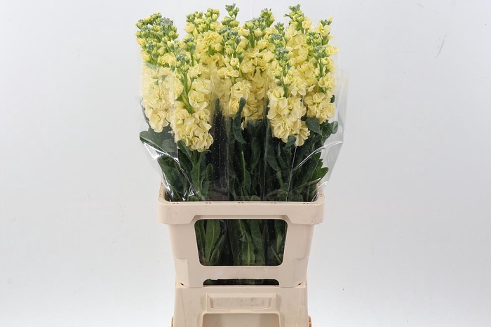 <h4>Matth Phantom Yellow</h4>