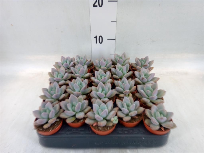 <h4>Succulents   ...</h4>