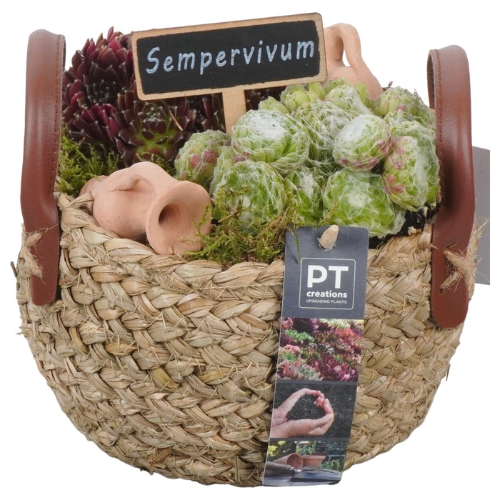 <h4>Arr.  Sempervivum L%</h4>