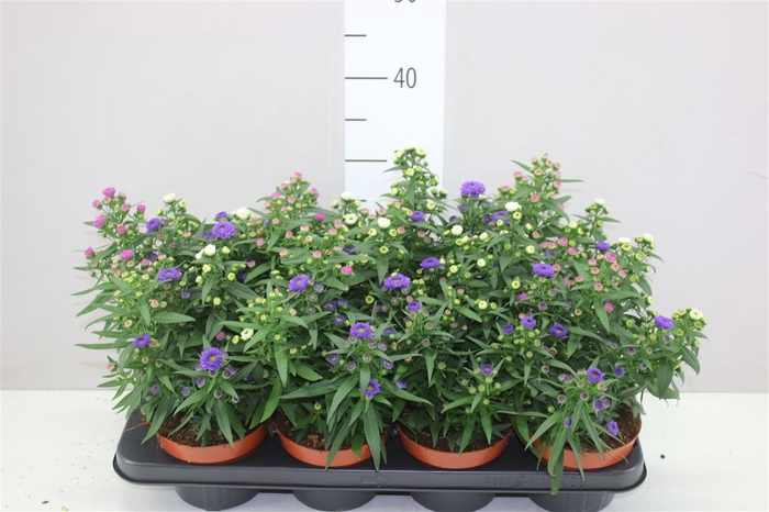 <h4>Aster Showm Mix In Pot</h4>