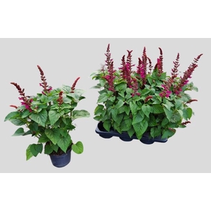 SALVIA  LAKE FLAMING