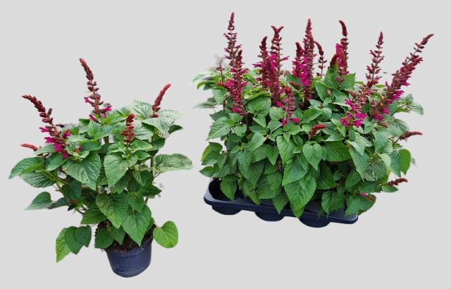 <h4>SALVIA  LAKE FLAMING</h4>