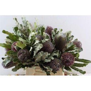 Banksia Menziesii