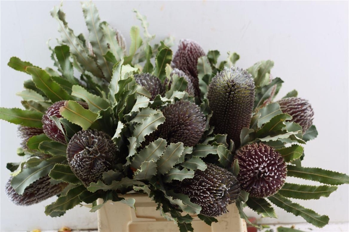 <h4>Banksia Menziesii</h4>