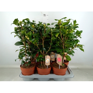 Camellia   ...mix 3