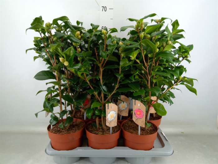 <h4>Camellia   ...mix 3</h4>