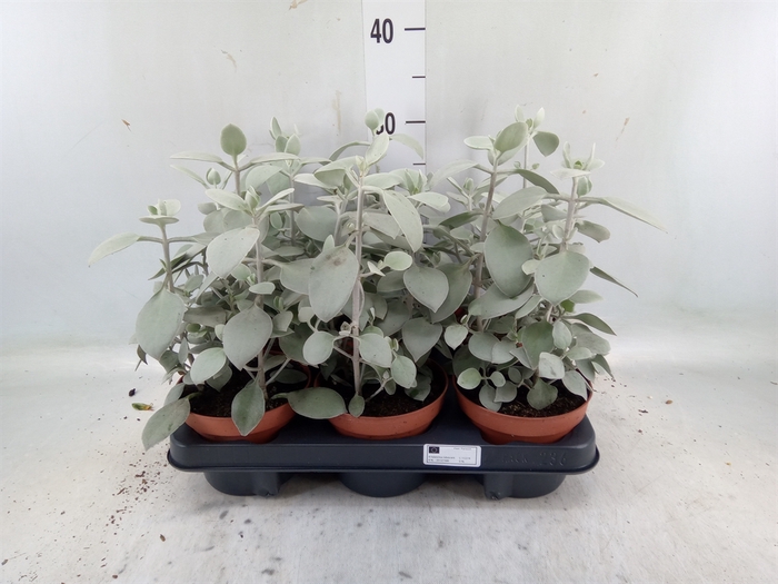 <h4>Kalanchoe NF   ...</h4>