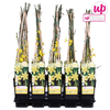 Jasminum nudiflorum P15 - Upclimbers