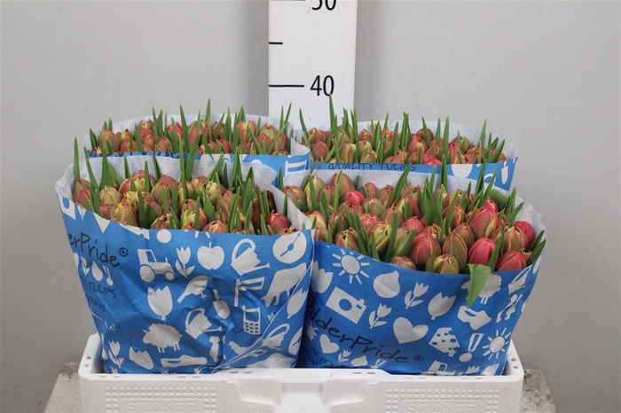 <h4>Tu Du Columbus</h4>