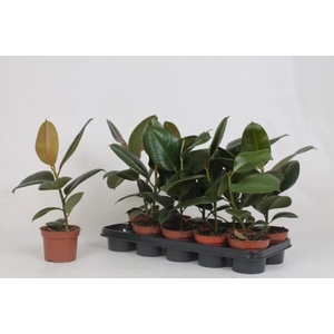 Ficus elastica 'Robusta'