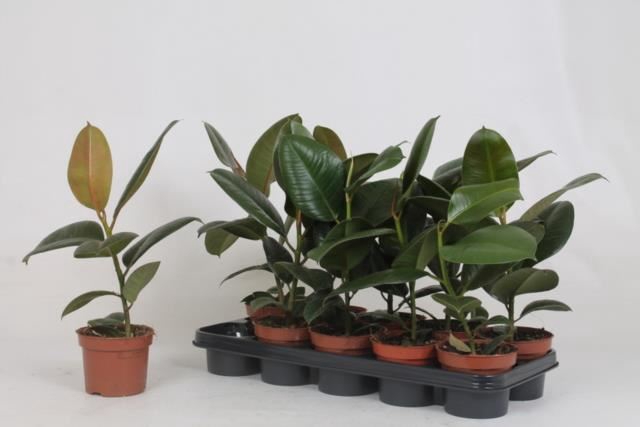 <h4>Ficus elastica 'Robusta'</h4>