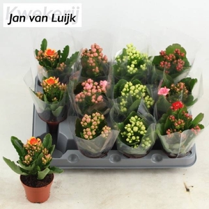 KAL EN GEM 5 KL