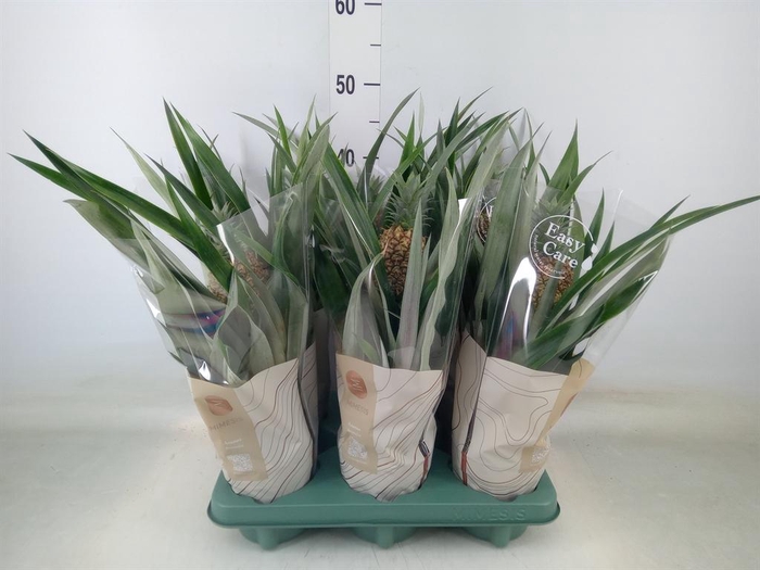 <h4>Ananas  'Rosita'</h4>