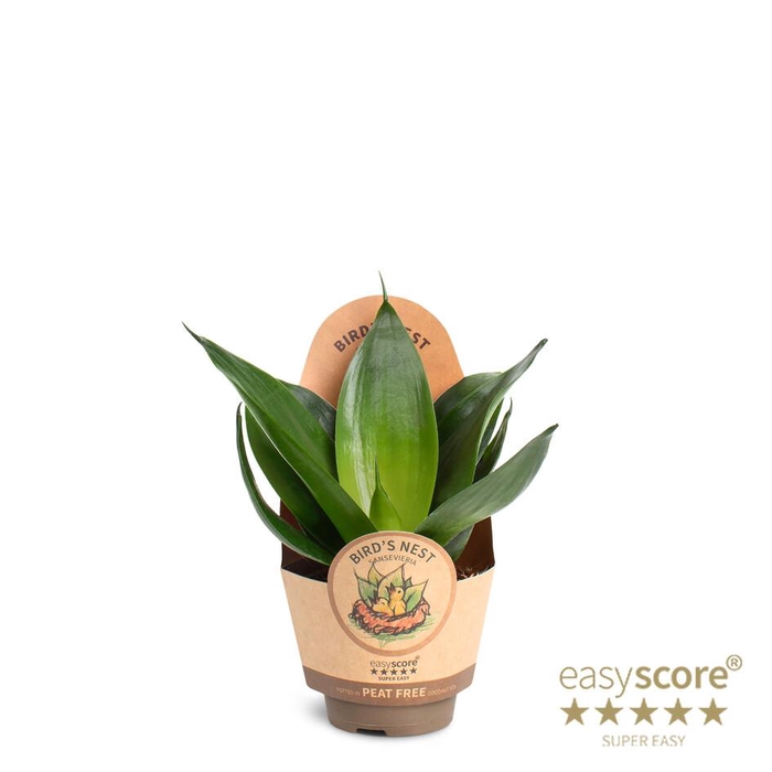 <h4>SANSEVIERIA TRIFASCIATA</h4>