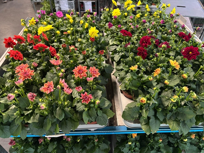 <h4>DAHLIA ROYAL GEM</h4>