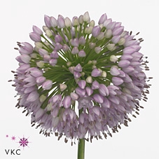 Allium senescens