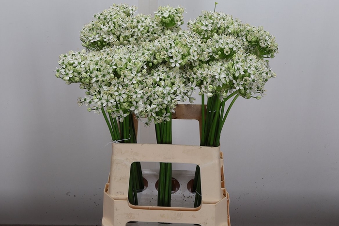 <h4>Allium Nigrum</h4>