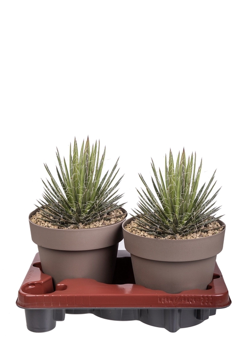<h4>Agave Filifera</h4>