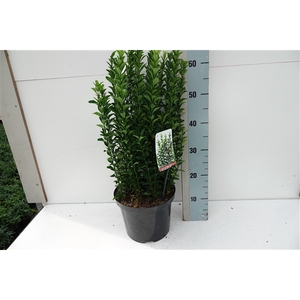 Euonymus jap. 'Green Spire' C5
