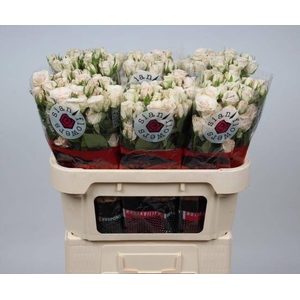 Rosa spray royal porcelina