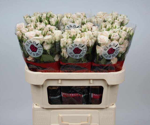 <h4>Rosa spray royal porcelina</h4>
