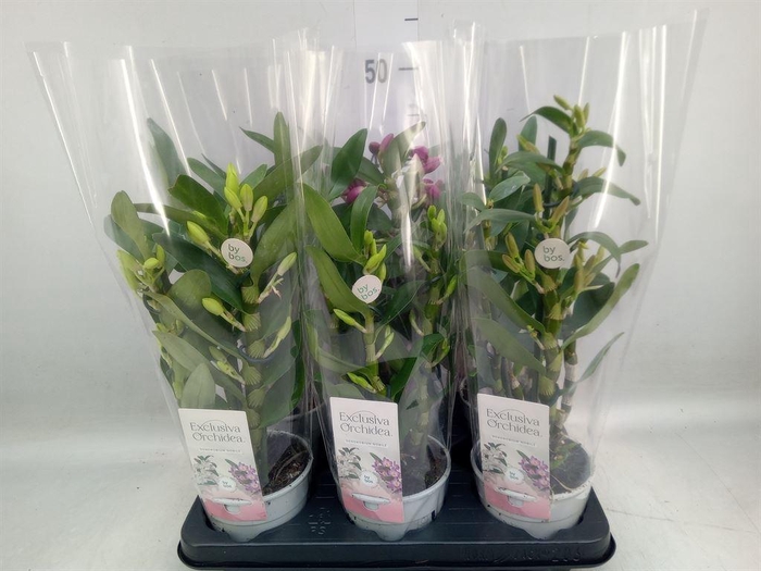 <h4>Dendrobium nob.   ...mix</h4>