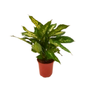 Dieffenbachia overig gemengd