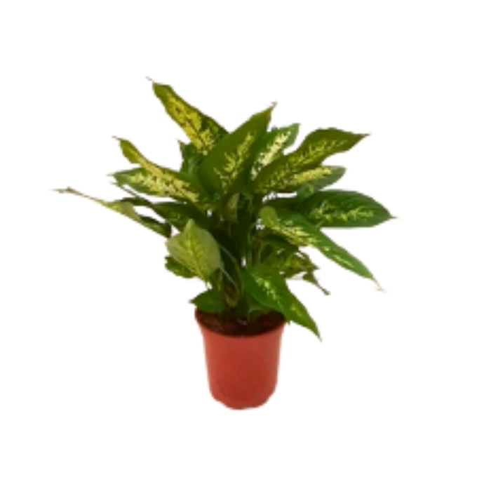 <h4>Dieffenbachia overig gemengd</h4>