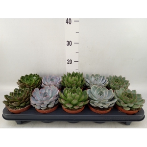 Echeveria   ...mix