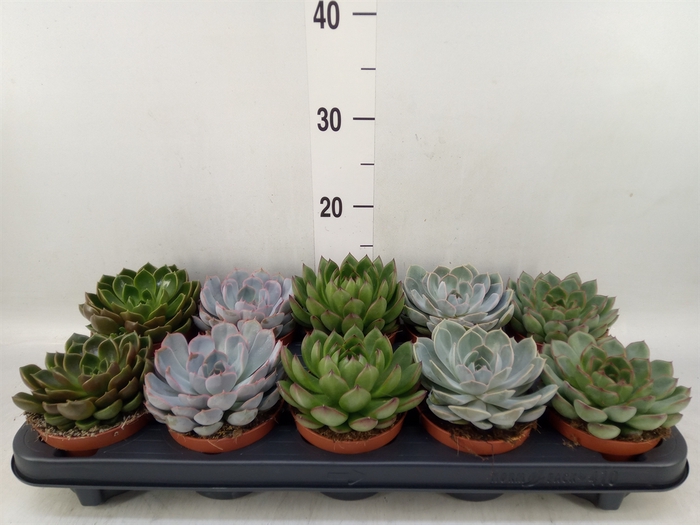 <h4>Echeveria   ...mix</h4>